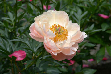 コーラルチャーム　シャクヤク