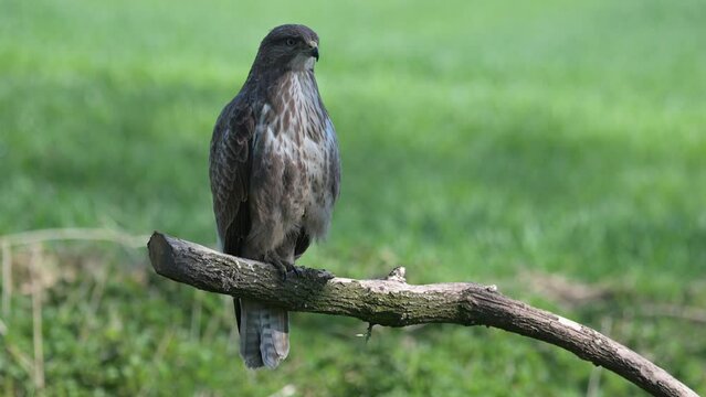 Buteo buteo, myszoł&oacute;w siedzący na patyku i drapiący się po głowie