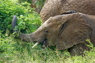 Elephant in Kruger Park, South Africa