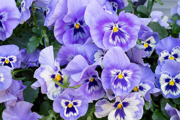 Purple pansies flowers (Víola trícolor) Beautiful garden plant .Desktop wallpaper .Flower card 