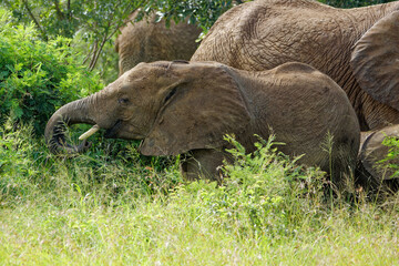 Elephant in Kruger Park, South Africa