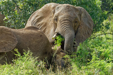 Elephant in Kruger Park, South Africa