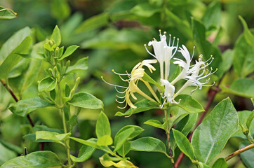 Japanese honeysuckle