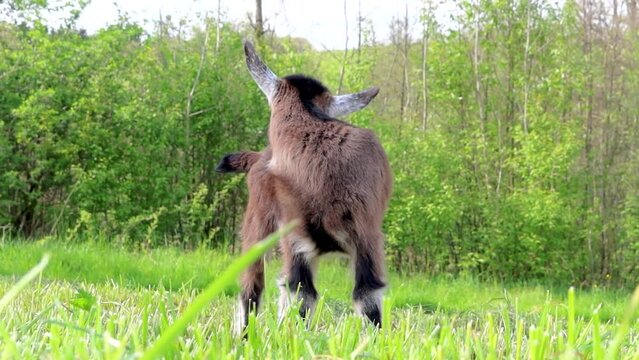 A cute brown little kid goat on a meadow in spring outdoors, capra