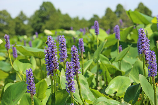 Purple pickerel weed