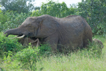 Elephant in Kruger Park, South Africa
