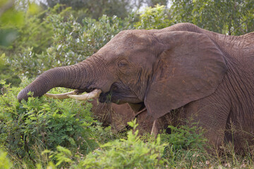 Elephant in Kruger Park, South Africa