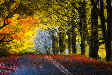 Autumn country road