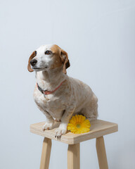 Happy adorable dog jack russell in soft white background