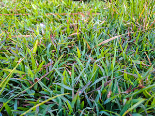 Green grass and morning dew, look fresh. Nature theme background. Selective focus, close-up