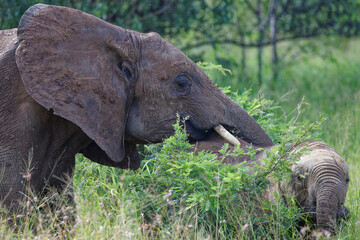 Elephant in Kruger Park, South Africa