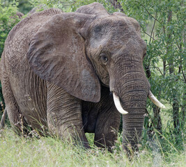 Plakat Elephant in Kruger Park, South Africa