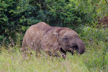 Elephant in Kruger Park, South Africa