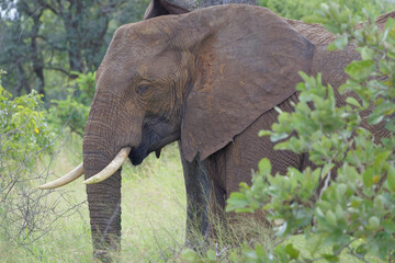Elephant in Kruger Park, South Africa