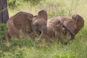 Elephant in Kruger Park, South Africa