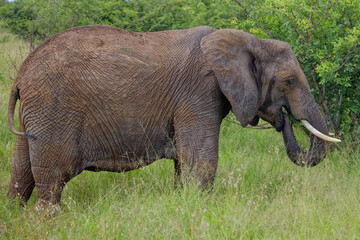 Naklejka na ściany i meble Elephant in Kruger Park, South Africa