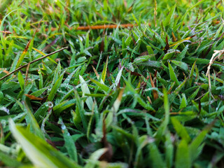 Green grass and morning dew, look fresh. Nature theme background. Selective focus, close-up
