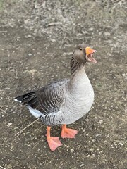 A Wild Duck Making It's Attention Known In This World