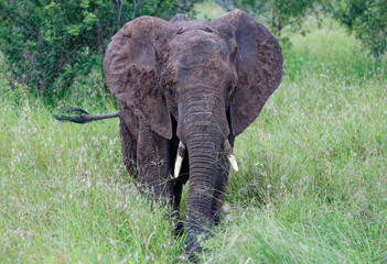 Elephant in Kruger Park, South Africa