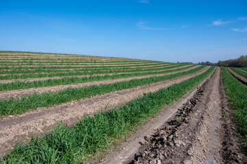 Green asparagus sprouts growing on bio farm field in Limburg, Belgium