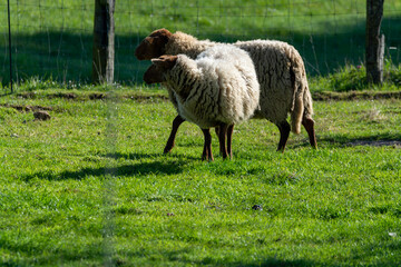 Obraz premium Animal collection, young and old sheeps grazing on green meadows on Haspengouw, Belgium
