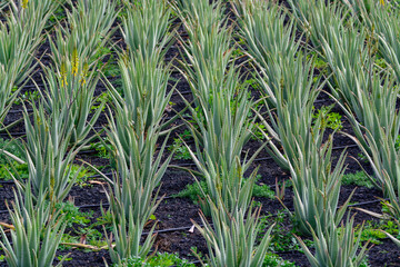 Obraz premium Aloe vera plantation, cultivation of aloe vera, healthy plant used for medicine, cosmetics, skin care, decoration