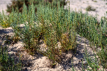 Salicornia edible plants growing in salt marshes, beaches, named also glasswort, marsh samphire,...