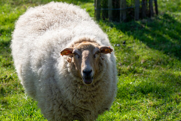 Animal collection, young and old sheeps grazing on green meadows on Haspengouw, Belgium