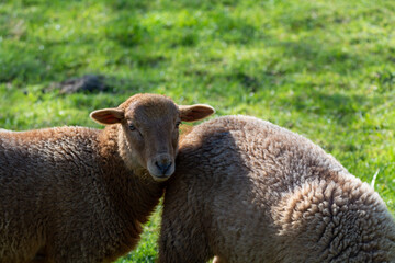Animal collection, young and old sheeps grazing on green meadows on Haspengouw, Belgium