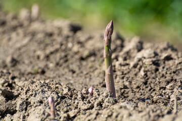Green asparagus sprouts growing on bio farm field in Limburg, Belgium