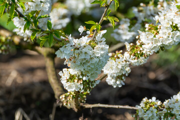 Spring blossom of cherry trees in orchard, fruit region Haspengouw in Belgium, nature landscape