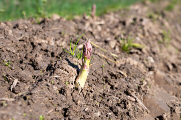 Green asparagus sprouts growing on bio farm field in Limburg, Belgium