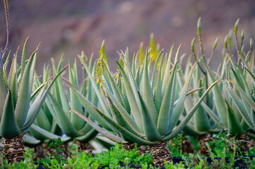Obraz premium Aloe vera plantation, cultivation of aloe vera, healthy plant used for medicine, cosmetics, skin care, decoration