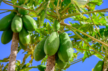 Tropical green papaya fruits hanging on tree
