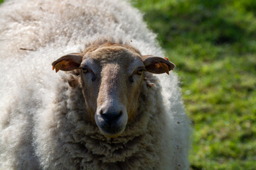 Animal collection, young and old sheeps grazing on green meadows on Haspengouw, Belgium