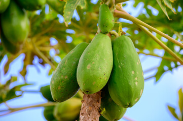 Tropical green papaya fruits hanging on tree