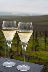 Tasting of brut champagne sparkling wine outdoor with view on pinot noir gran cru vineyards of famous champagne houses in Montagne de Reims near Verzenay, Champagne, France