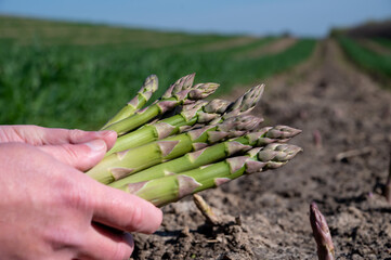 Worker's hands with bunch of fresh green asparagus sprouts growing on bio farm field in Limburg,...