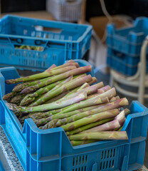 New harvest, box with green asparagus sprouts growing on bio farm field in Limburg, Belgium