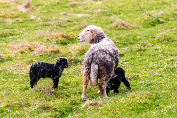 Obraz na płótnie Canvas Baby black sheep lambs born in spring on green field nursing mother ewe shot in Perthshire Scotland month of May. room for text