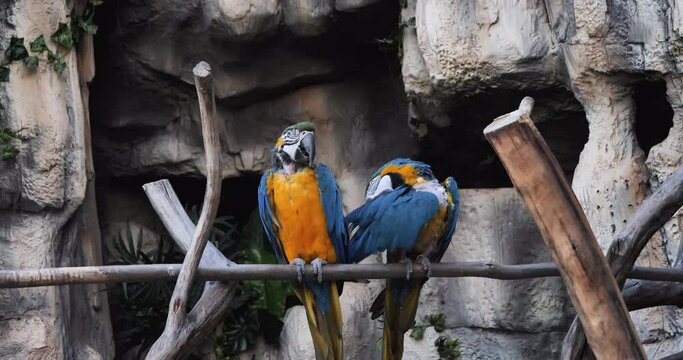 Observing Parrots in Captivity: Health and Behavior