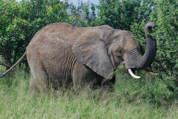 Elephant in Kruger Park, South Africa