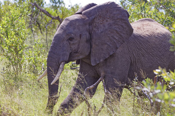 Elephant in Kruger Park, South Africa