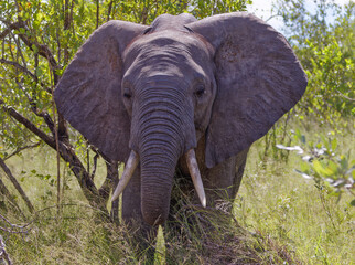 Elephant in Kruger Park, South Africa
