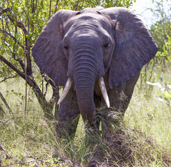 Elephant in Kruger Park, South Africa