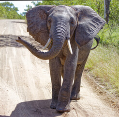 Elephant in Kruger Park, South Africa