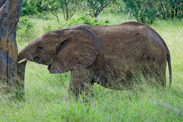 Elephant in Kruger Park, South Africa