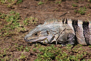 Mexican spiny-tailed iguana