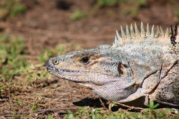 Mexican spiny-tailed iguana