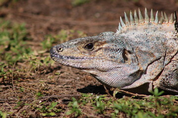 Mexican spiny-tailed iguana